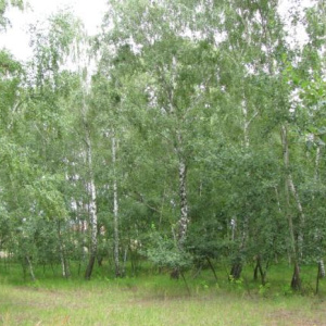 2010 Písky