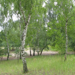 2010 Písky