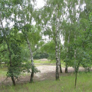 2010 Písky