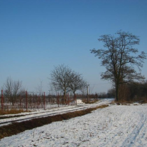 29.1.2011