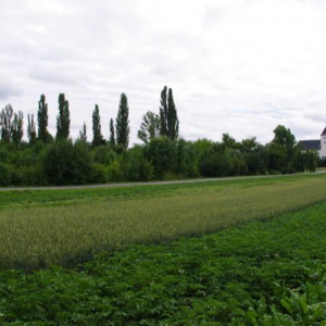 Biocentrum za hřištěm 26.6.2011