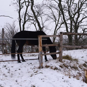 Flonky 15.2.2013