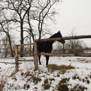 Flonky 15.2.2013