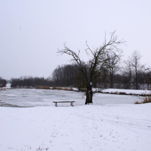 Rybník 15.2.2013