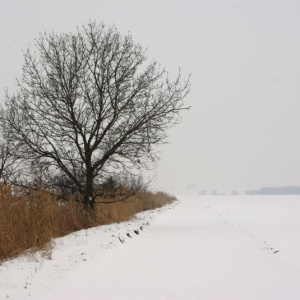 15.2.2013